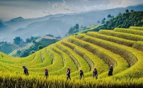Mu Cang Chai Intensive Tour 4 Days